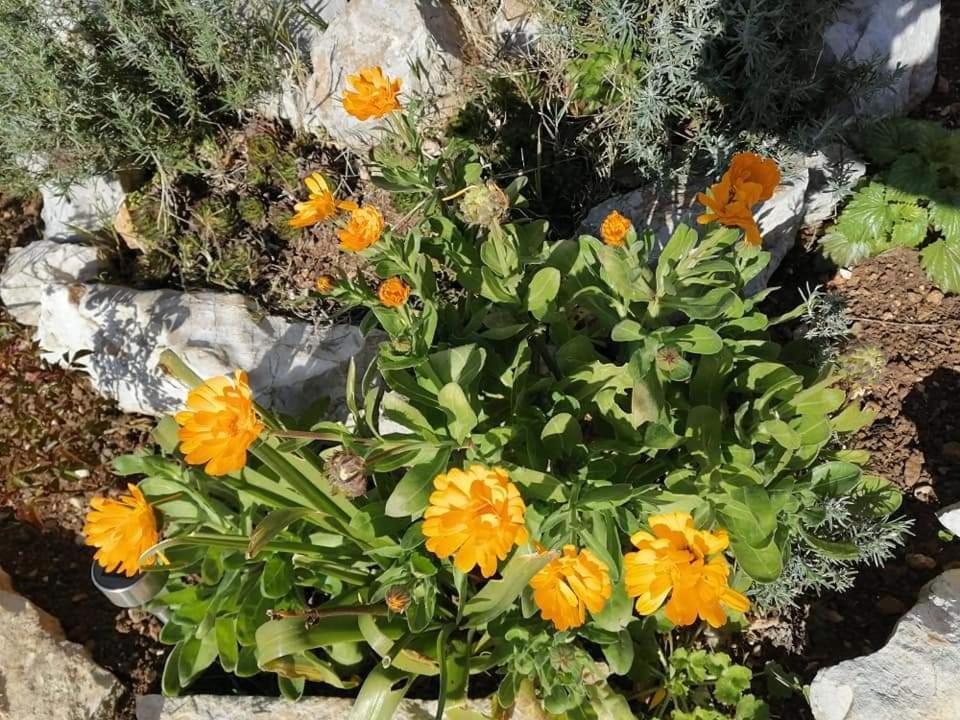 Dairos Apartamento Mali Lošinj Exterior foto